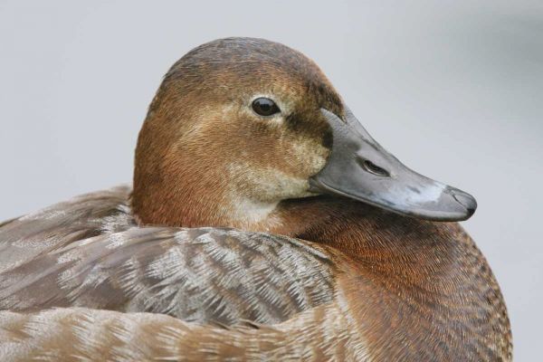 Great Britain, London Close-up of pochard duck